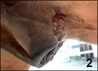 Monika H�ger Tierheilpraktikerin