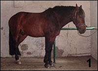 Monika H�ger Tierheilpraktikerin