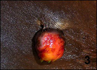 Monika H�ger Tierheilpraktikerin